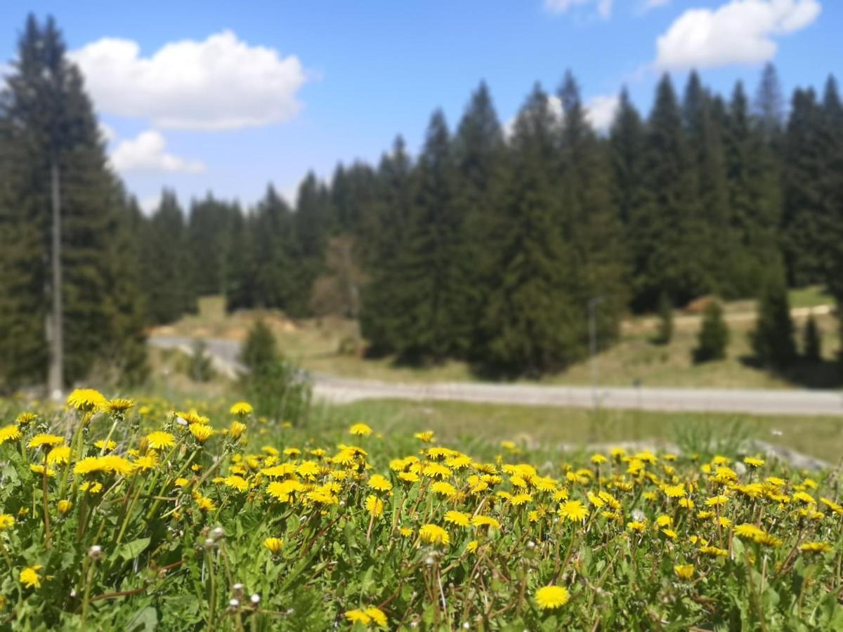 The Evergreen Nest - Silver Mountain โปยานาบราซอฟ ภายนอก รูปภาพ